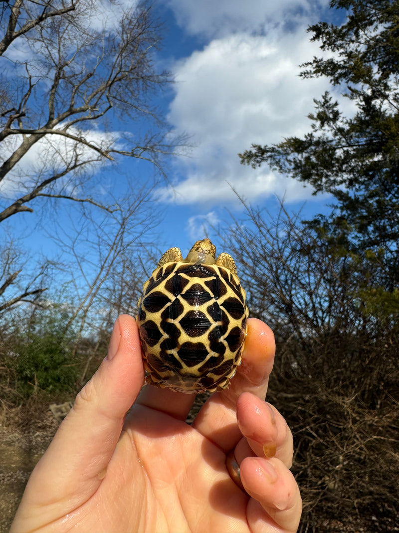 Sri Lankan Star Tortoise 2024