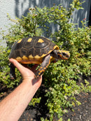 Red Foot Tortoise Adult Female