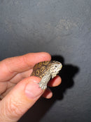 Hi White Concentric Diamondback Terrapin 2025