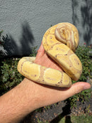 Banana Ball Python Mixed Morph Female
