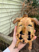Jordanian Golden Greek Tortoise Female