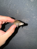 Hi White Concentric Diamondback Terrapin 2024