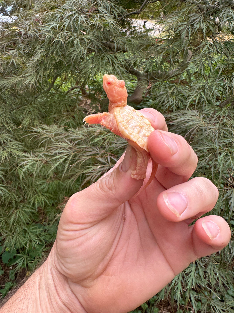 Baby Albino Common Snapping Turtle (Nipple Head) (Chelydra serpentina)