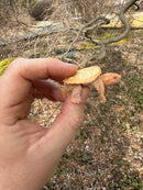 Baby Albino Common Snapping Turtle Female