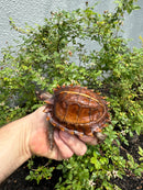 Spiny Hill Turtle CB 2025