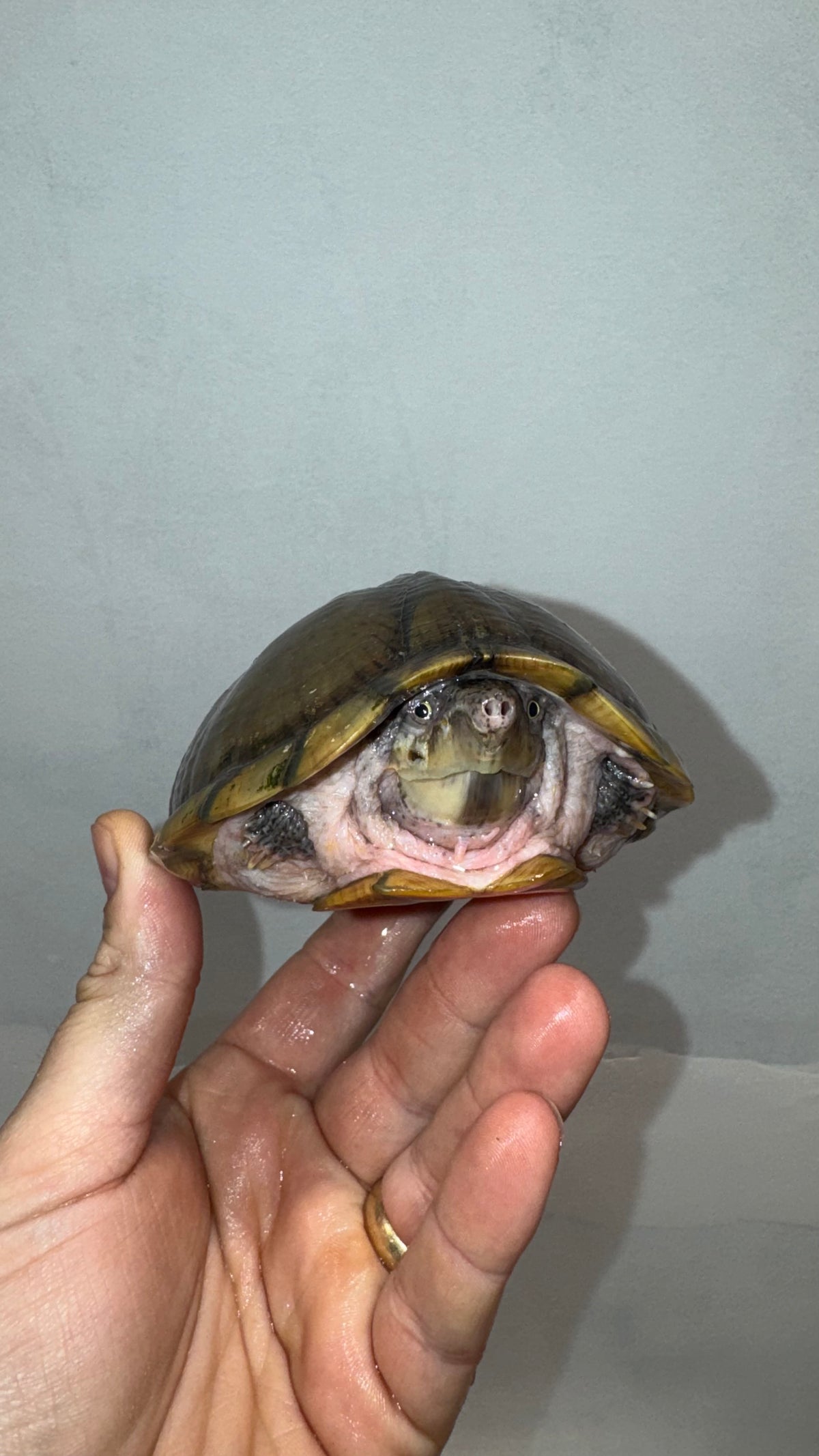 Razorbacked Musk Turtles For Sale | American Reptile Distributors