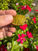 Albino T+ Florida Red Bellied Turtle 2026