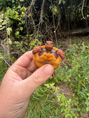 Hypo Cherrybomb Red Foot Tortoise Baby 2025