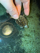Hi White Concentric Diamondback Terrapin 2025