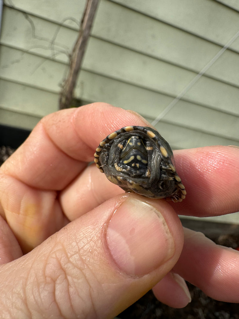 Pastel Common Musk Turtle Baby