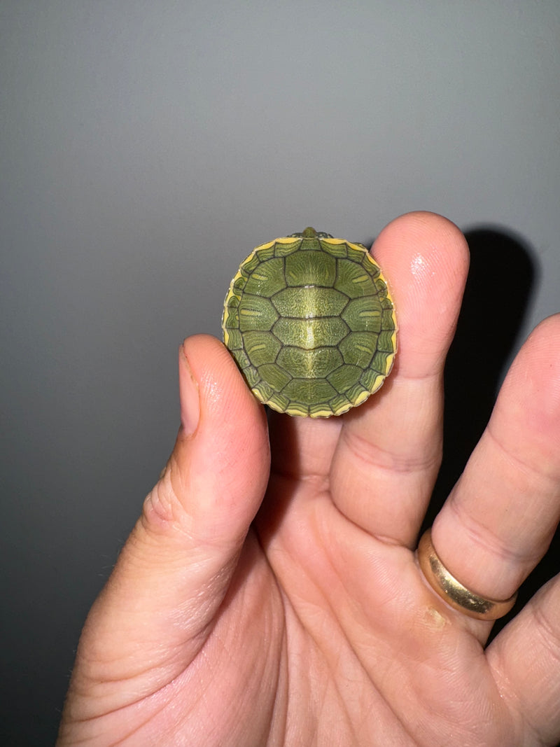 Genetic Pastel Red Eared Slider Turtle 2024