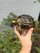 Mesopotamian Greek Tortoise Adult Male