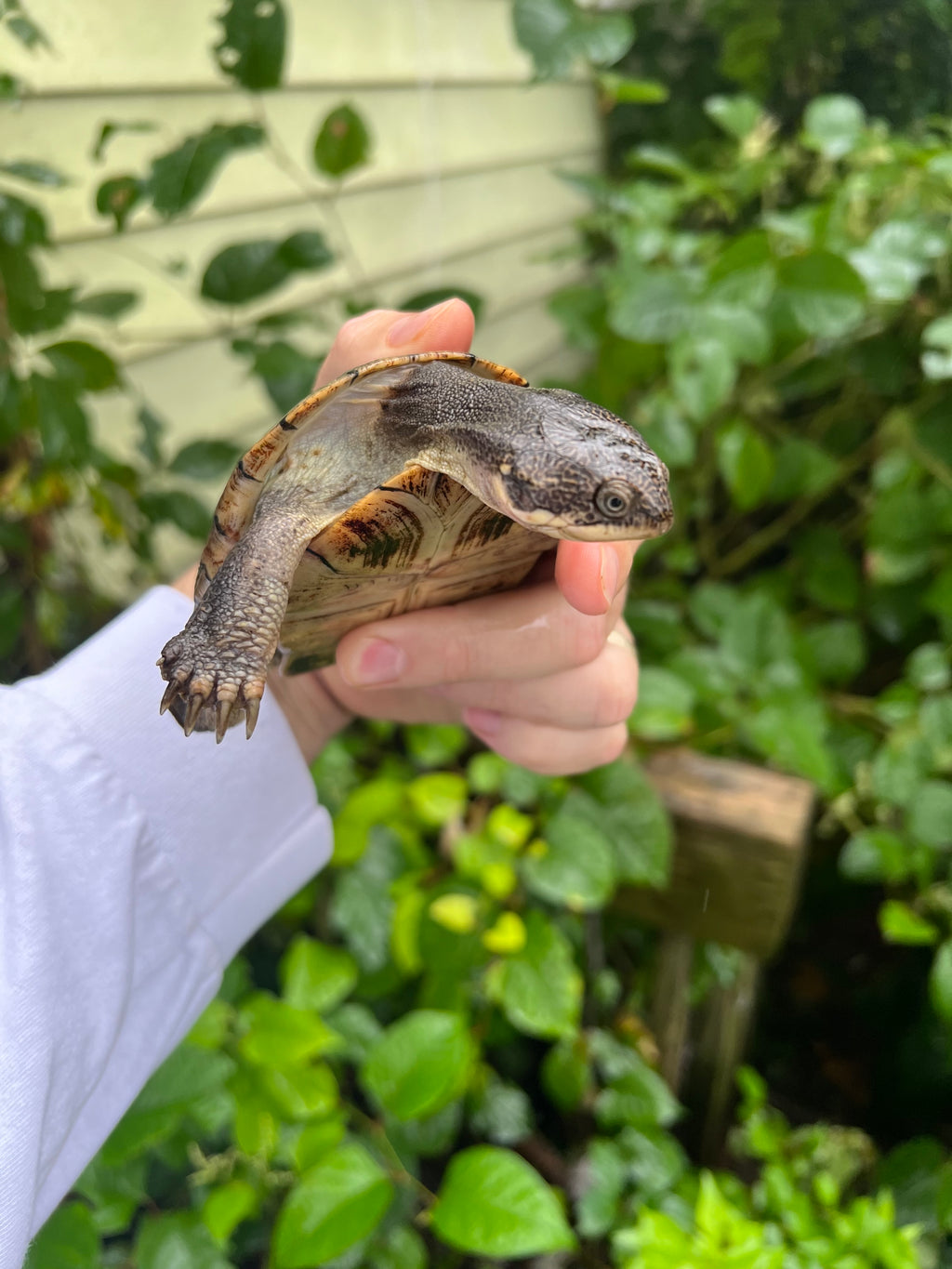 Adanson's Mud Turtles For Sale | American Reptile Distributors