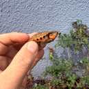 Vietnamese Three-striped Box Turtle