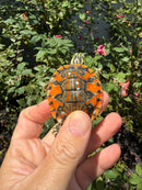 Flame Pastel Clown Northern Red Bellied Turtle