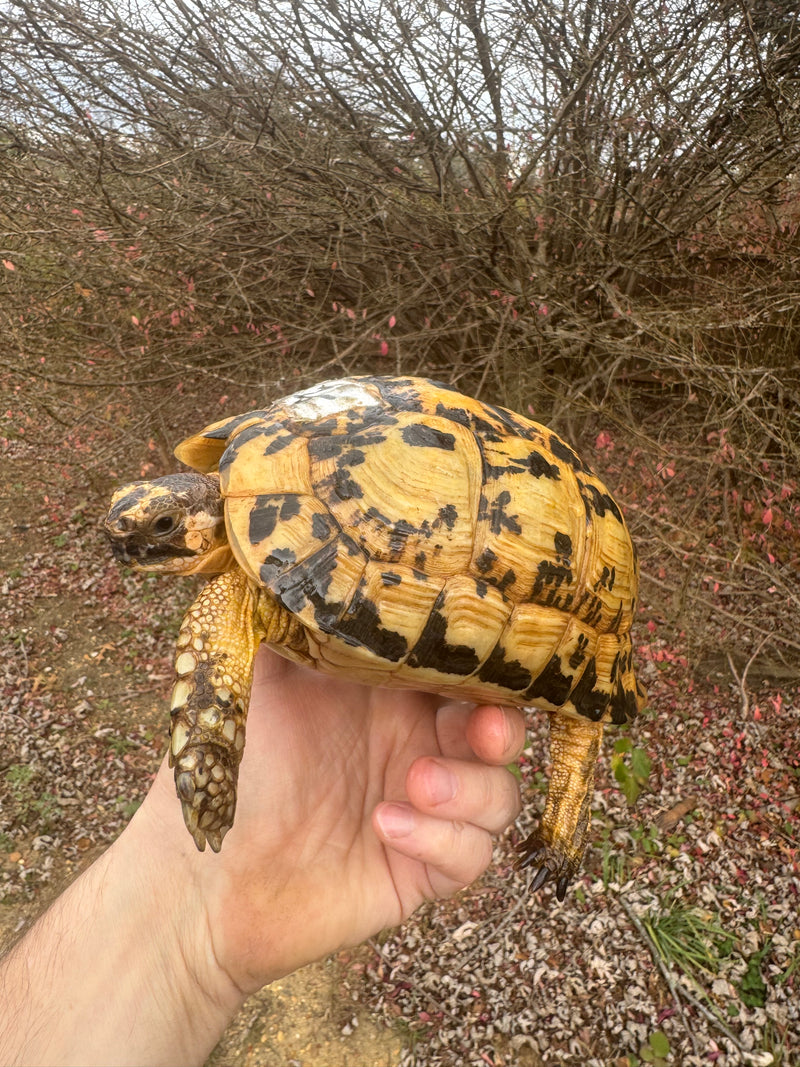 Libyan Greek Tortoise Adult Female