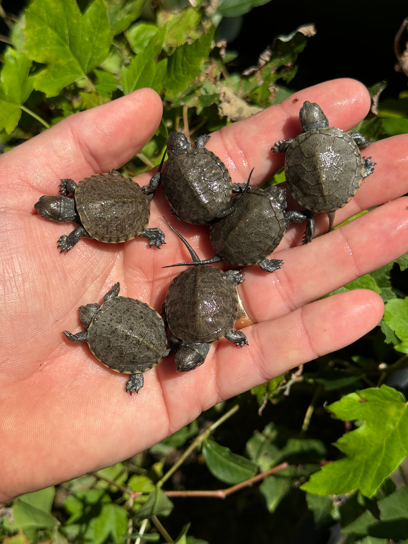 Xarre Dwarf European Pond Turtle Babies  (Emys orbicularis hellenica)