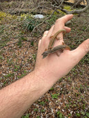Long Tailed Grass Lizard (Takydromus sexlineatus)