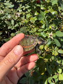 Indian Pink Ringed Tent Turtle