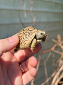 Leopard Tortoise 2024
