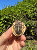 Golden Coin Box Turtle 2025