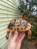 Jordanian Golden Greek Tortoise Female