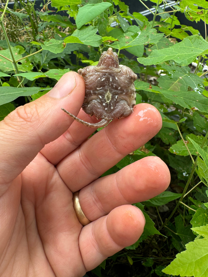 Albino Florida Snapping Turtle 2024