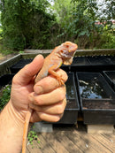 Crimson Red Albino Green Iguana 2024