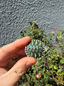 Pastel Clown Yellow Bellied Turtle 2026