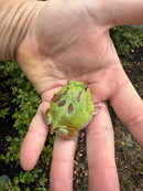 Mutant  Pacman Frog
