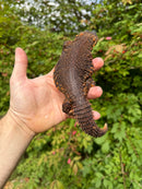 Super Red Niger Uromastyx Adult Pair