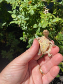 Hypo Peach Geoffroy's Sideneck Turtle