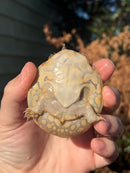 Nile Softshell Baby USA CB