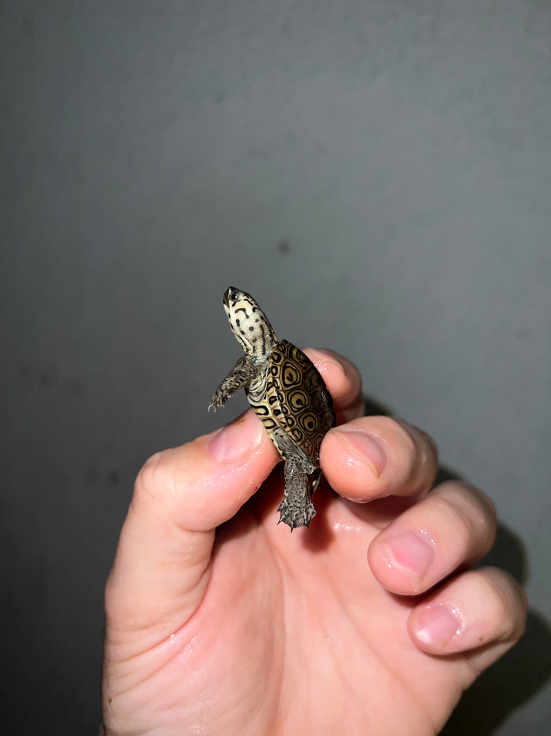 Hi White Concentric Diamondback Terrapin 2023