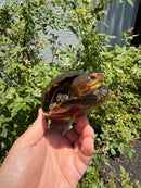Red Cheeked Mud Turtle Adult Trio
