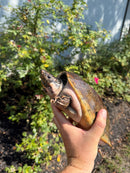 Mexican Giant Musk XXL Adult Pair