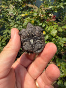 Alligator Snapping Turtle X Florida Snapping Turtle