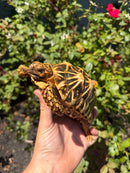Sri Lankan Star Tortoise 2010