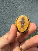 Hi Color Eastern Box Turtle Baby