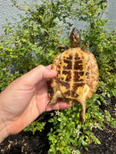 Flat Shell Turtle Juvenile Female 2025
