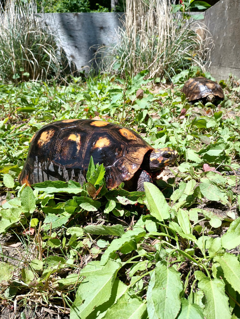 Suriname Red Foot Tortoise Adult Pair 7 XXL (Chelonoidis carbonaria)