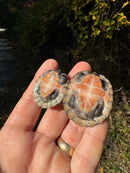 Stripe-necked Musk Turtle Juvenile Pair