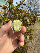 Pastel Picasso Red-Eared SliderTurtle