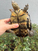 Spanish Pond Turtle Adullt Pair
