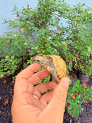 Hypomelanistic Cherryhead Red Foot Tortoise Baby 2026