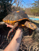 Barbados Red Foot Tortoise Adult Pair