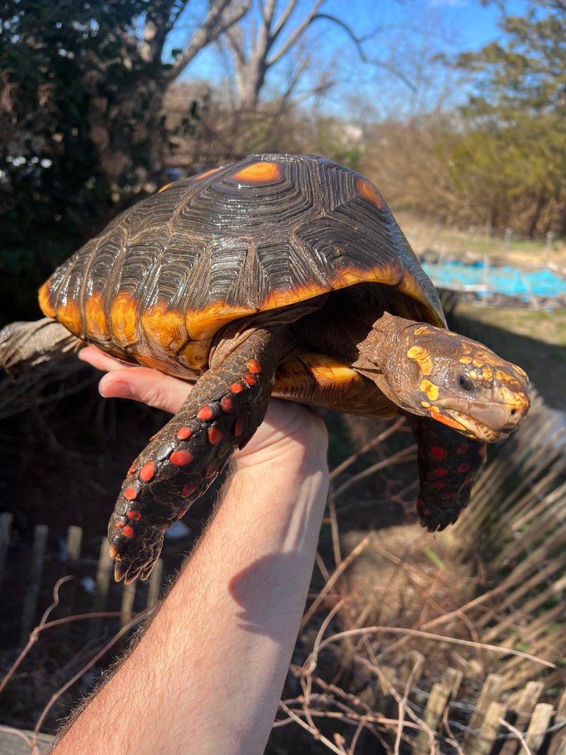 Barbados Red Foot Tortoise Adult Pair