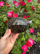 Adult Mississippi  Diamondback Terrapin Male