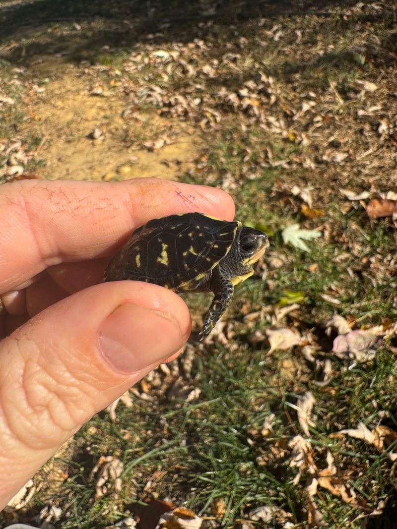 HI YELLOW Florida Box Turtle Baby 2024