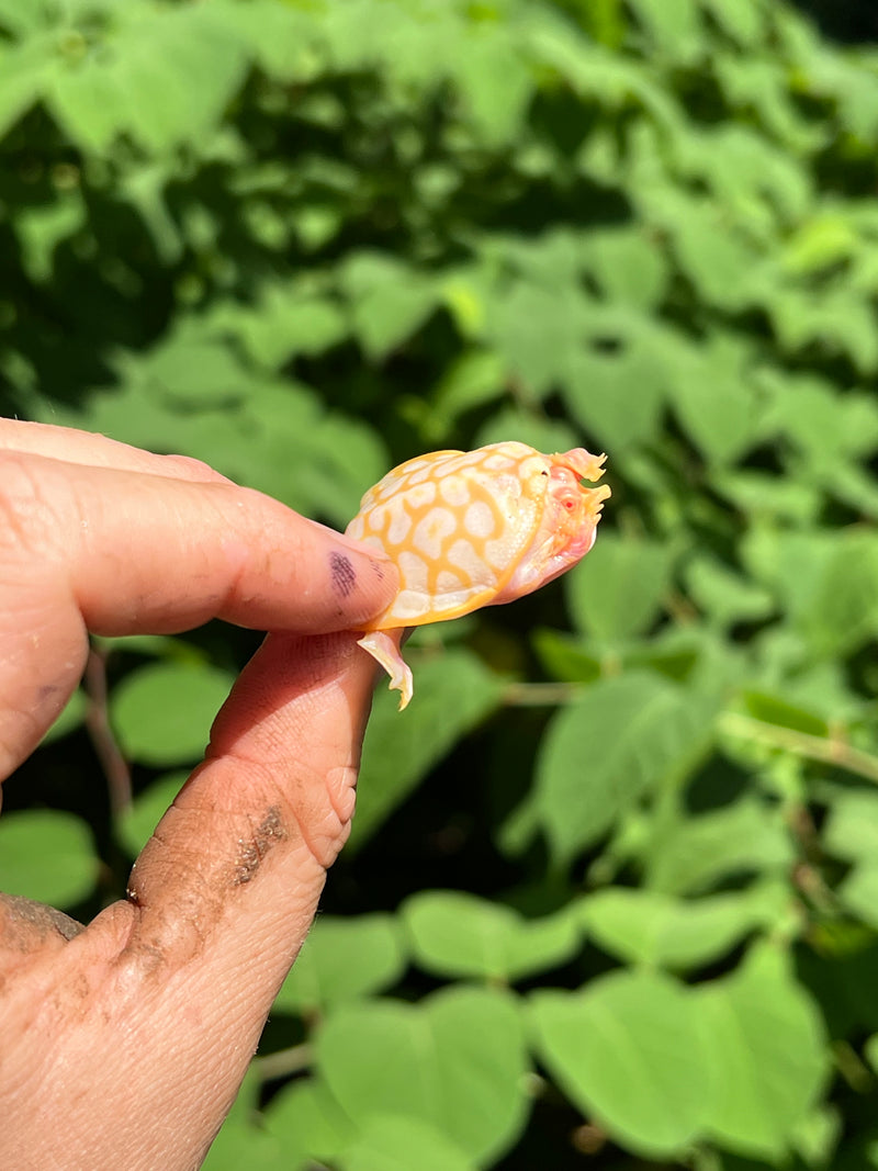 Albino Florida Softshell 2024